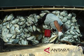 Harga ikan kembung di pasar Meulaboh naik 100 persen