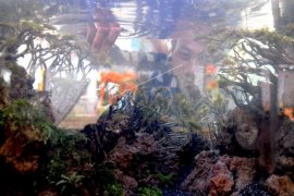 Mahasiswa Unja kembangkan "Aquascape" bidik penghobi ikan hias