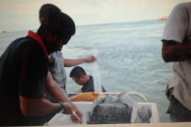 BKIPM Jambi lepasliarankan kembali 95.876 benih lobster (video)