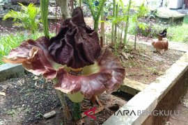 Peneliti Bengkulu budidayakan dua spesies bunga bangkai