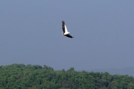 Dua elang dilepasliarkan di hutan  dekat pantai selatan Garut