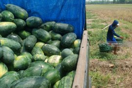 Harga Semangka Turun