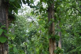 Lintasi jalur menantang, peserta Offroad Jeep kagumi destinasi wisata Batang