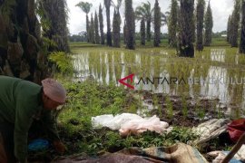 Program cetak sawah baru di Mukomuko, 100 hektare lahan telah ditanami padi