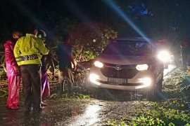 Pohon Tumbang di Gumitir Sempat Ganggu Lalu Lintas Jalur Jember-Banyuwangi