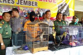 Polres-BKSDA Jember Gagalkan Perdagangan Satwa Langka yang Dilindungi (Video)
