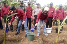 Pemkab Lumajang Gandeng Perbankan Kembangkan Produk Pisang Agung