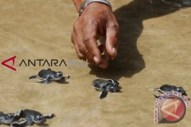 2.327 tukik dilepas di Pantai Saba, Bali