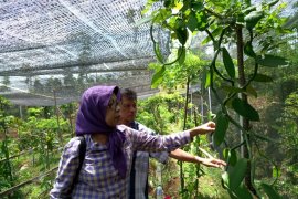 Mengenal wisata edukasi tanaman aromatik khas Indonesia
