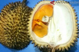 Ruas, durian kuning yang tak memabukan