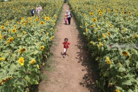 Agro Wisata Bunga Matahari