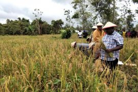 Petani Siret berharap Pemkab Asmat dukung peralatan pertanian