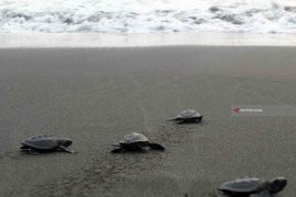 Puluhan Tukik Dilepasliarkan di Pantai Getem Jember