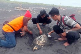 Nelayan Temukan Bangkai Penyu di Perairan Selatan Jember (Video)