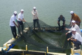 Nelayan Pulau Sembilan dapat bantuan bibit ikan kerapu