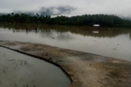 Ratusan hektare sawah di Tapsel terendam