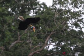 Burung Julang Sulawesi Page 1 Small