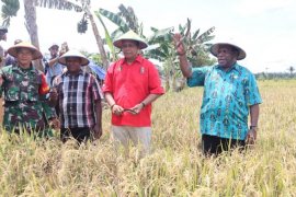 Sekda Asmat panen padi di Sagare