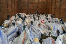 Tim penegakan hukum KLHK sita 96 satwa dilindungi