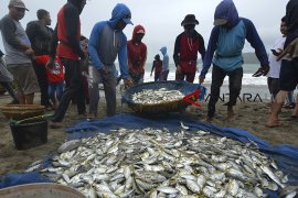 Tangkapan ikan nelayan ered