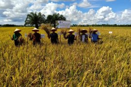 Varietas padi IPB3S berkembang pesat di Aceh Barat Daya