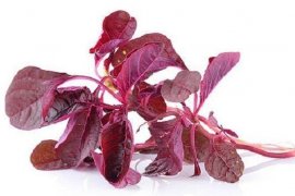 Manfaat yang terkandung pada bayam merah