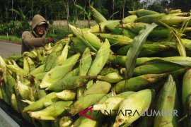 HARGA JAGUNG MANIS TURUN Page 1 Small