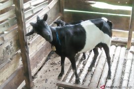 Pemkot Sawahlunto siapkan bantuan peternakan bagi masyarakat miskin