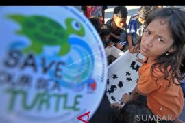 Harapan untuk kelestarian penyu dari pesisir Sumatera