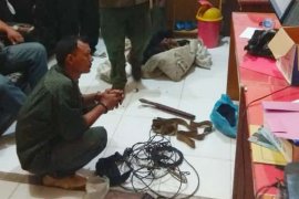 BKSDA Bengkulu tangkap pemburu Harimau Sumatera