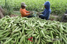 PETANI TERONG MENGELUH Page 1 Small