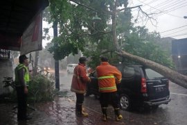 Hujan-Angin di Tulungagung Sejumlah Pohon Tumbang