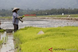 Kelompok tani temu lapangan saat panen padi di Kumanis