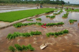 Penyaluran pupuk bersubisidi  di daerah ini  capai  ribuan ton