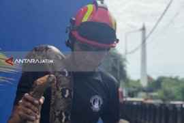 Warga Surabaya Digegerkan Penemuan Dua Ular Sanca di Tempat Berbeda