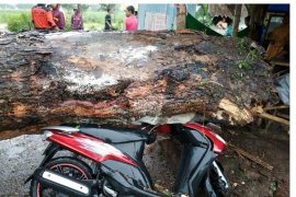 Seorang Warga Meninggal Tertimpa Pohon Tumbang di Blitar