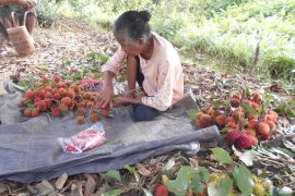 Petani rambutan Sungai Andai butuh pembinaan