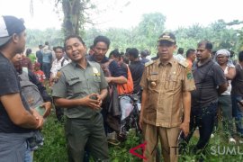 BKSDA pelajari cara evakuasi lumba-lumba putih di Sungai Kualuh