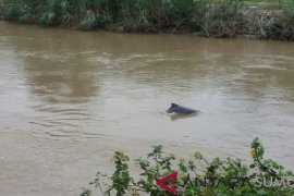 Evakuasi lumba-lumba putih yang masih hidup masih dikoordinasikan