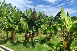 Plasma Pisang Yogyakarta tingkatkan target produksi kultur jaringan