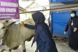 Agar ternak sapi tetap sehat di musim hujan