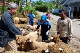 Pemkab Banjarnegara akan susun standarisasi bibit domba Batur