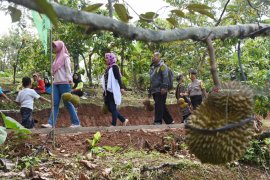 Festival Durian Madiun