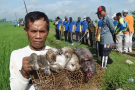 Hama Tikus Serang Puluhan Hektare Lahan Padi di Kabupaten Madiun