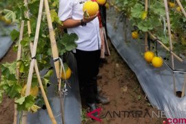 ANTARA Riau luncurkan "Etalase Halal", ini tanggapan Dinas Pariwisata