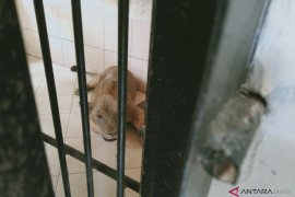 Tim dokter hewan periksa kesehatan singa Taman Rimba Jambi