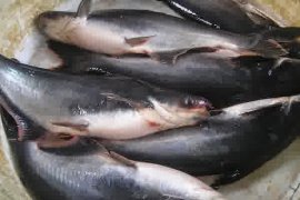 Pindang ikan patin, berjuta rasa