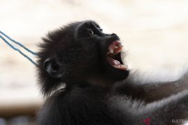 Anak Kera Hitam Sulawesi Tertangkap Warga