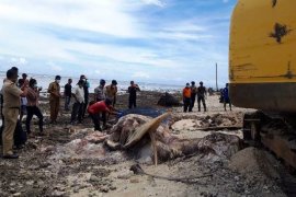 BKSDA kuburkan bangkai paus biru mati terdampar di pulau buru