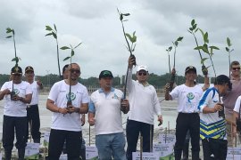 Pelindo III tanam 50.000 bibit bakau